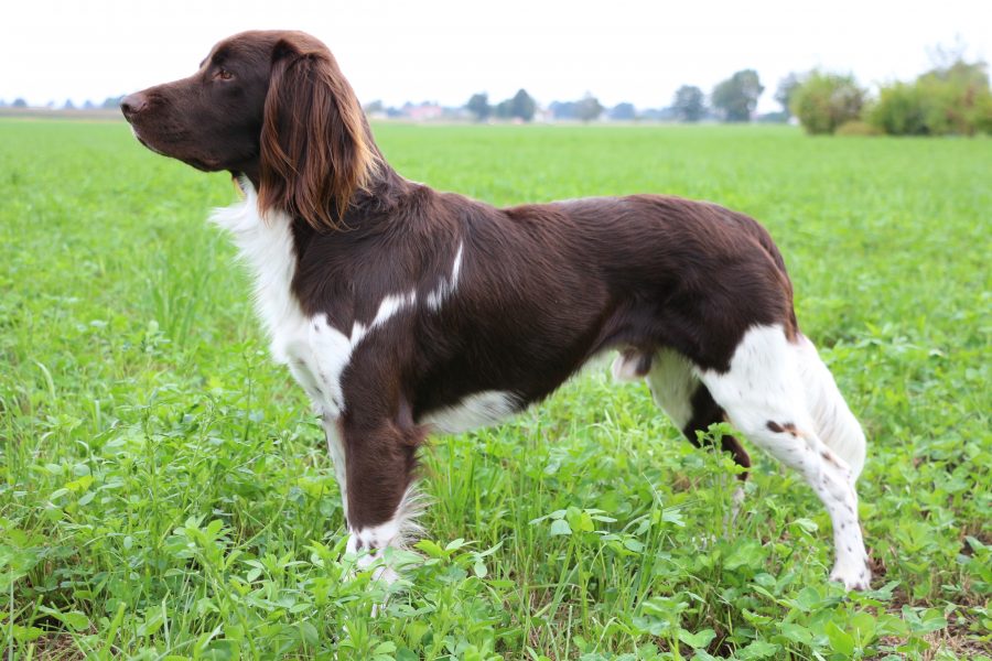 13 0284 Filou von der Eisenburg Verband für Kleine Münsterländer e V