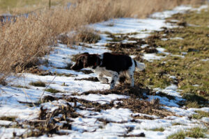 Kleiner Munsterlander Martin Rutter Dogs