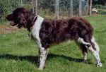 00-0322_Quax_Schaumburger_Wald