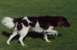 01-0377_Duro_Dammwildgrund