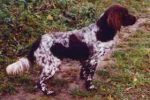 01-0714_Dingo_Rachelsberg