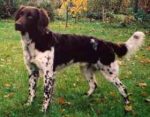 02-0646_Enzo_wolfstange