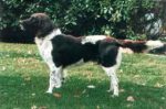 03-0393_Boomer_Forstweg