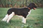 04-0372_Falko_Wolfsstange