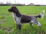 04-0440_Bingo_Grenzwall