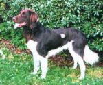 04-0844_Herry_Wildschuetz