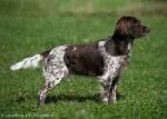 05-0070_Brandy_Auenwald