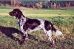 05-0099Zorro_Bluetengrund