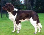 Jacko vom   Kiefernwalde