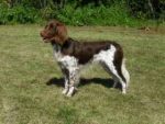 07-0439_Charly_Keilerwald