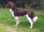 Kalli vom Forstweg