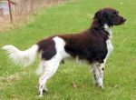 Bautz vom Weilerbachtal