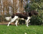 19-0218 Django von der Oorde