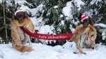 Frohe Weihnachten 22 (1)