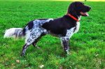 19-1005 Cooper vom Körfkens Hof